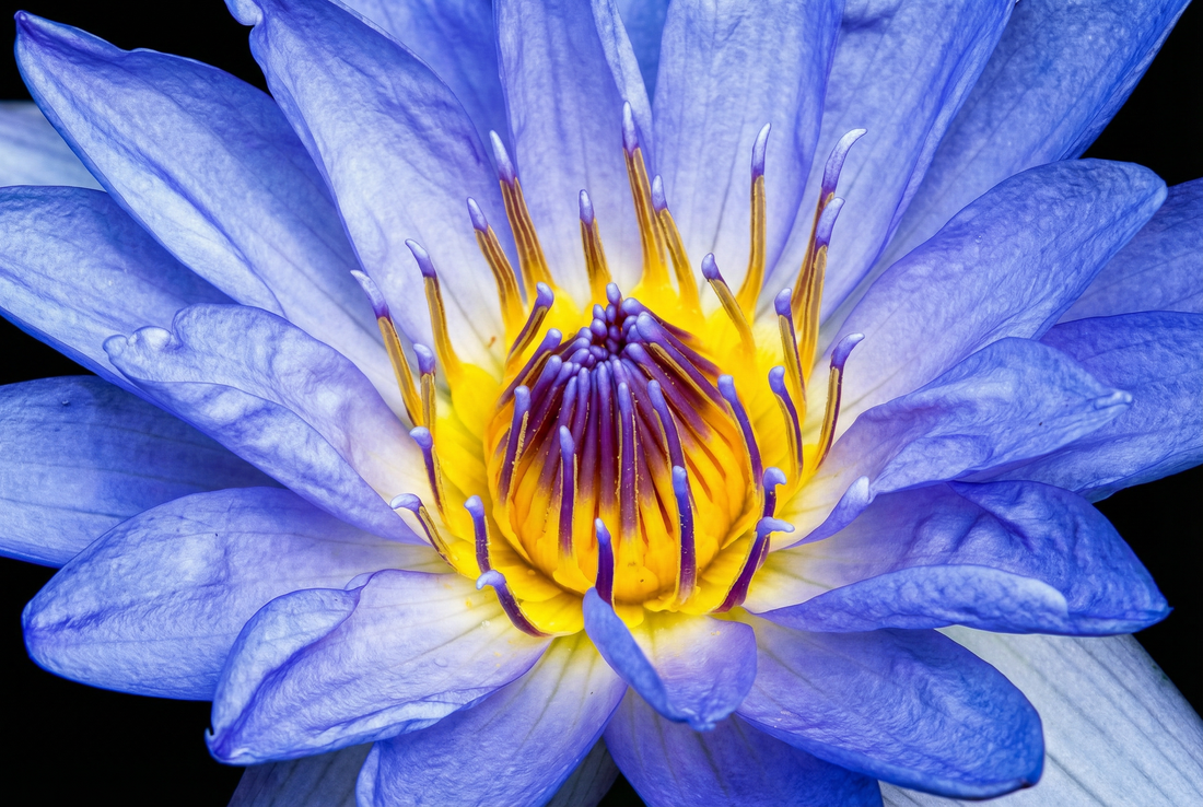 Le lotus bleu : histoire, usages et bienfaits d’une fleur à part