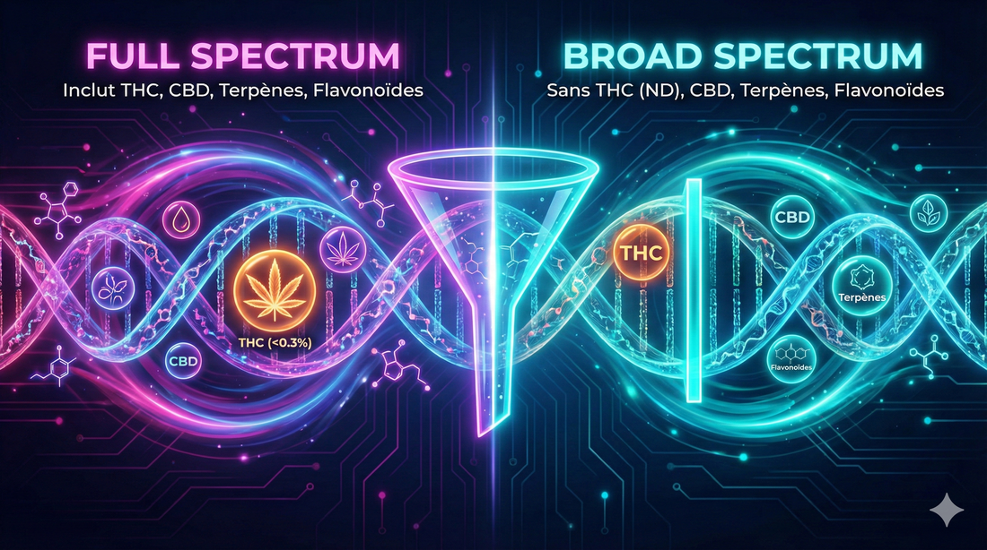 Full Spectrum vs Broad Spectrum : Quelle est la différence entre ces deux huiles de CBD ?
