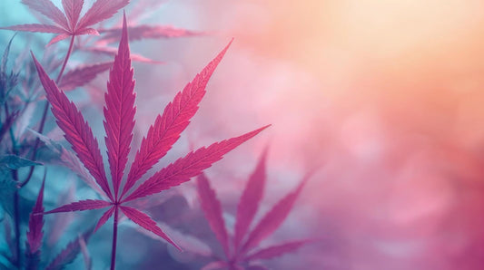 CBD et bien‑être — comment le CBD peut améliorer votre quotidien