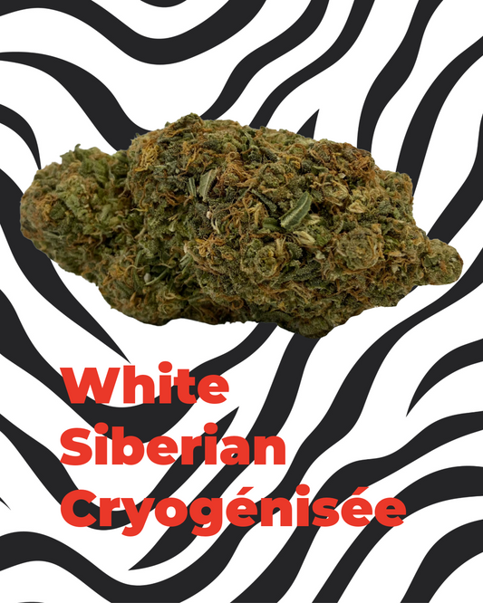 White Siberian Cryogenisée