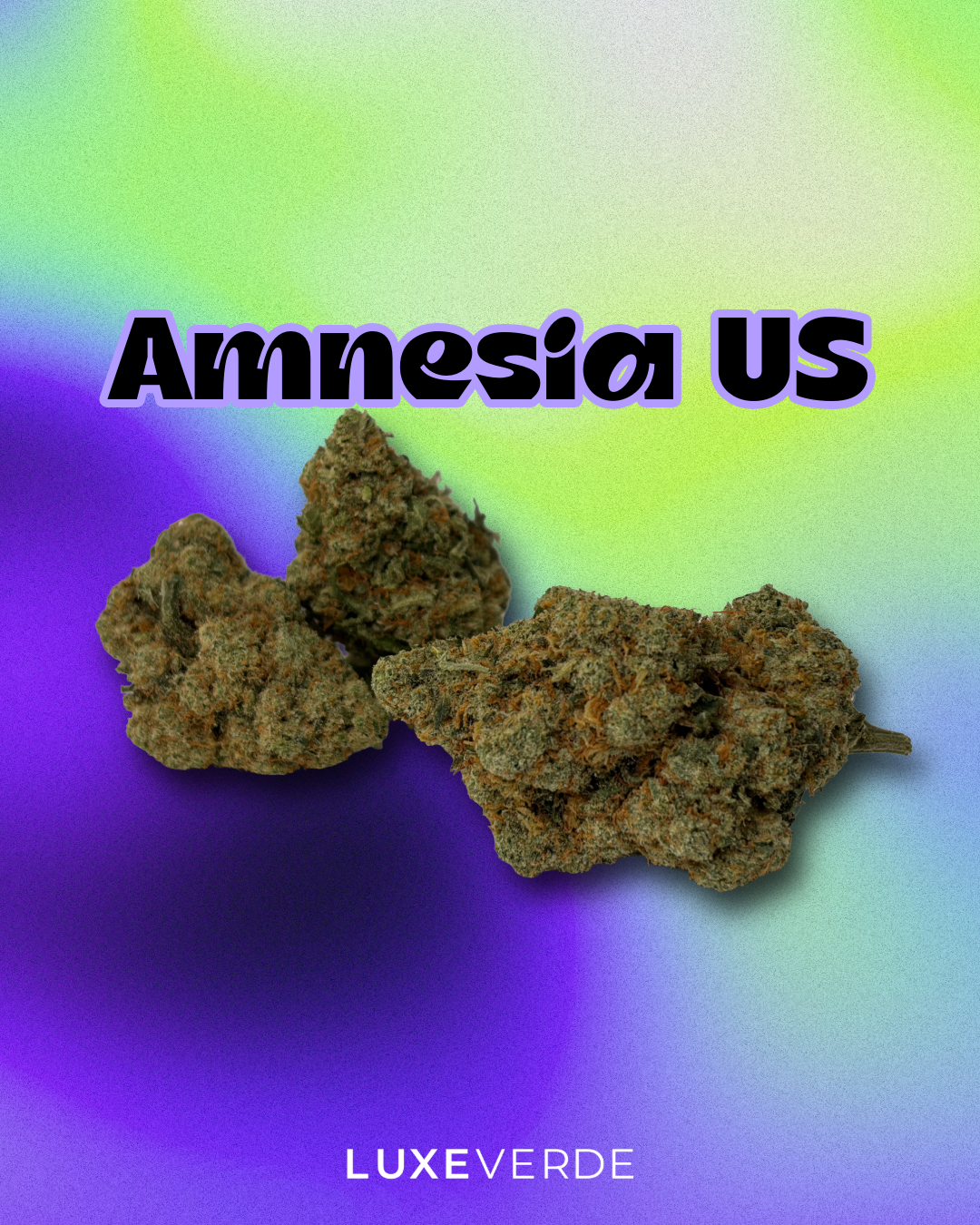 Amnesia US