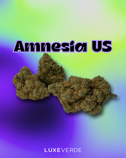 Amnesia US
