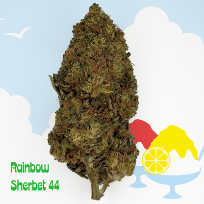 Rainbow Sherbet 44
