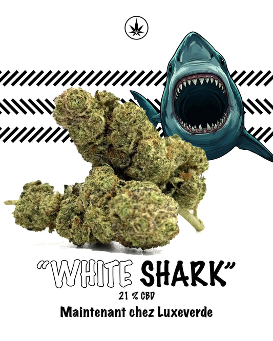 White Shark