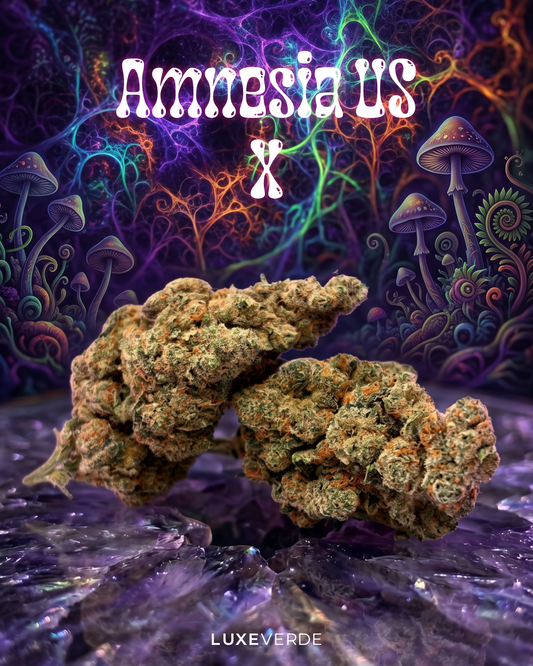 Amnesia US X